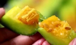 在哪吃网红瓜好吃又健康,网红瓜的绝佳品尝地